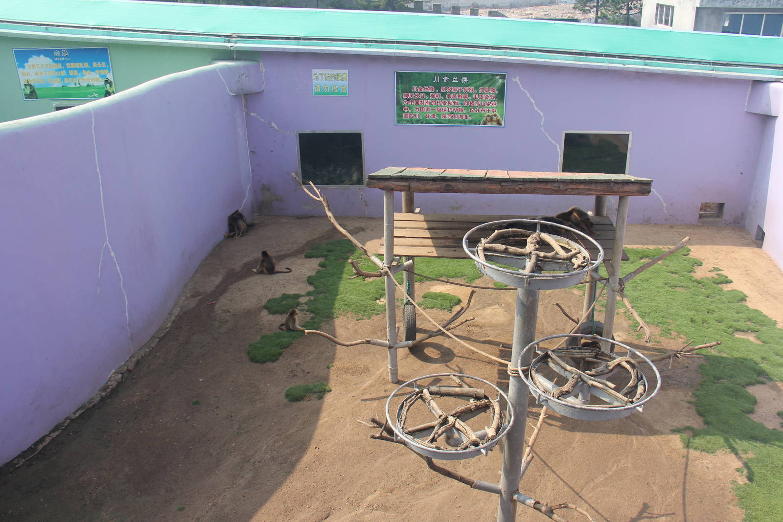 Sichuan snub-nosed monkey exhibit 2