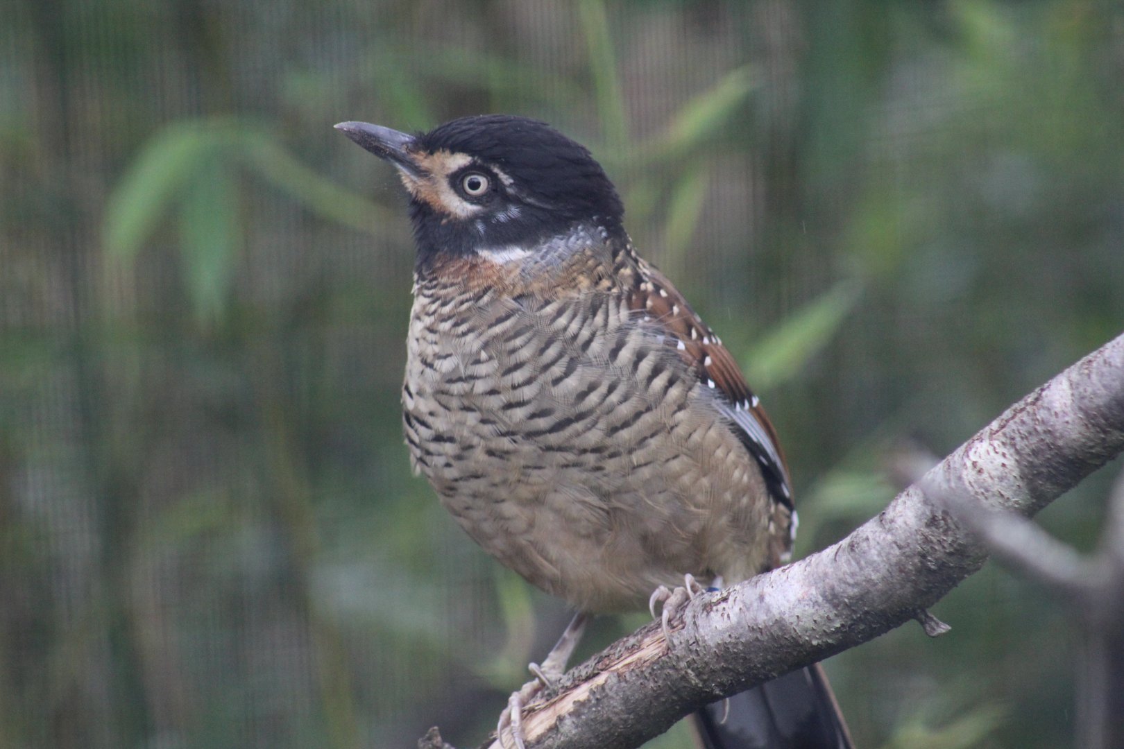 Sichuan Spotted Laughingthrush