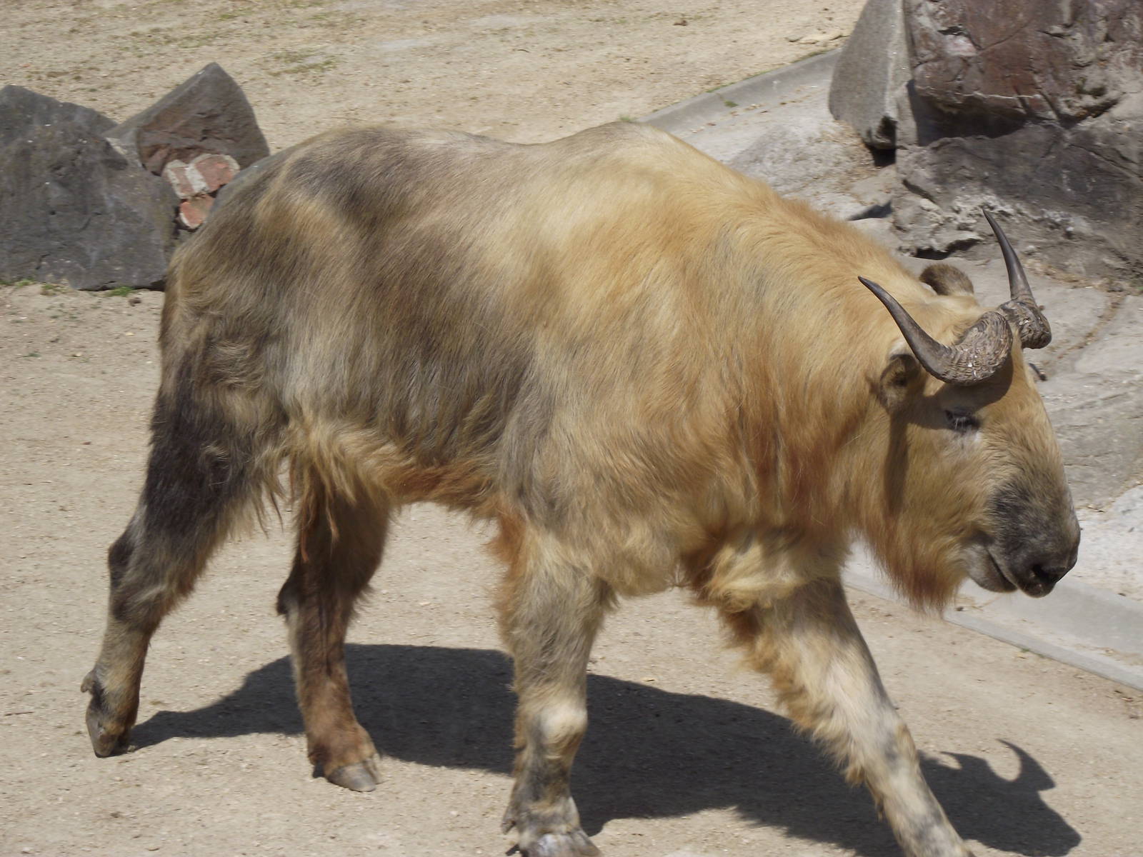 sichuan takin 070511
