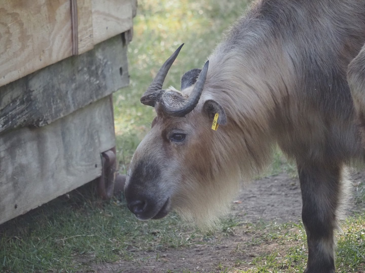 Sichuan Takin 1