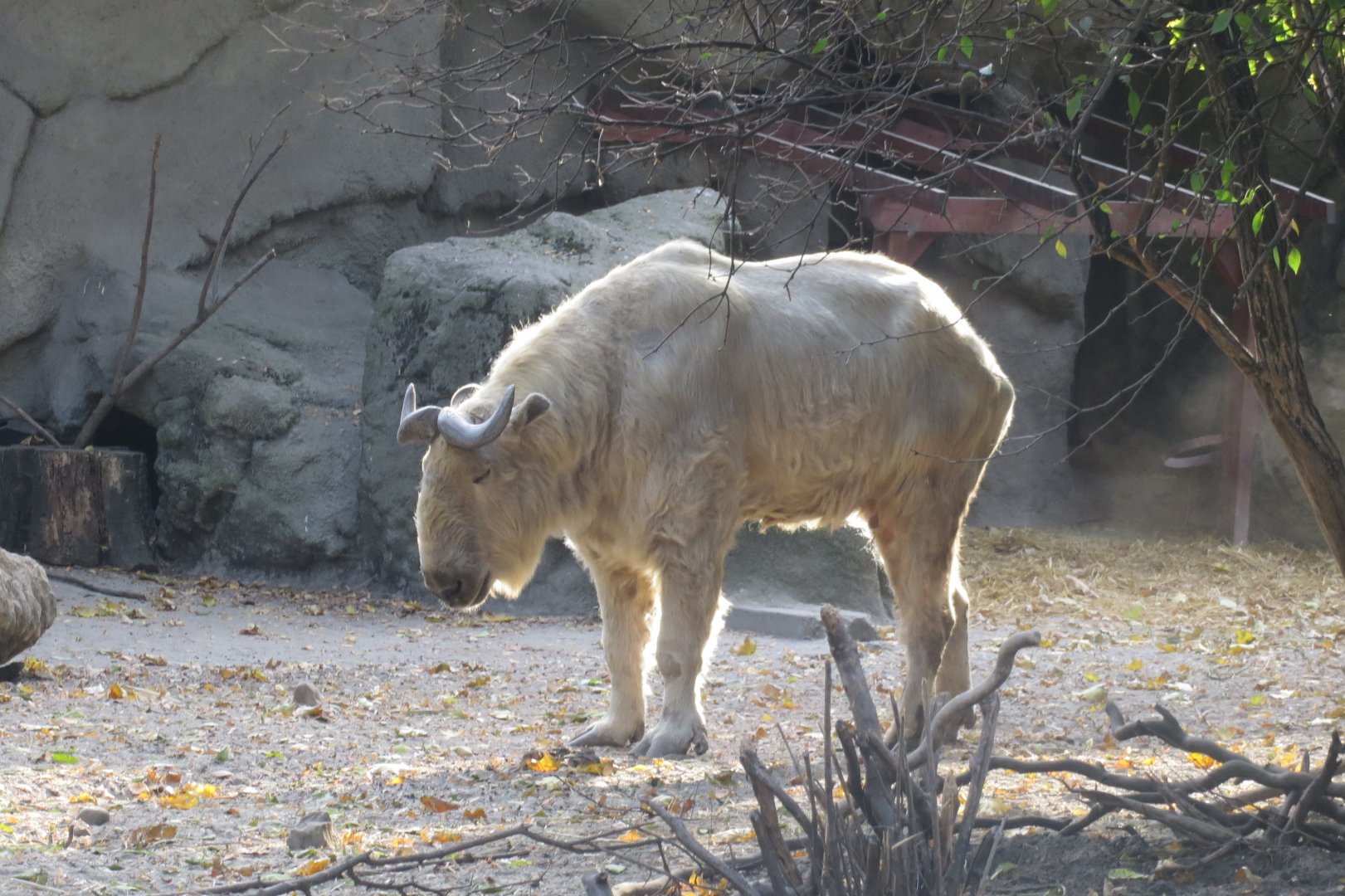 Sichuan takin 171018