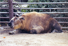 Sichuan takin 1994