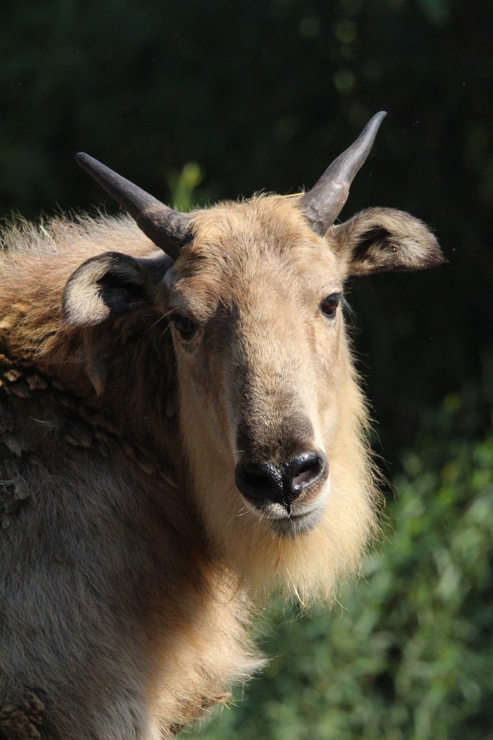 Sichuan Takin- 4th September 2024