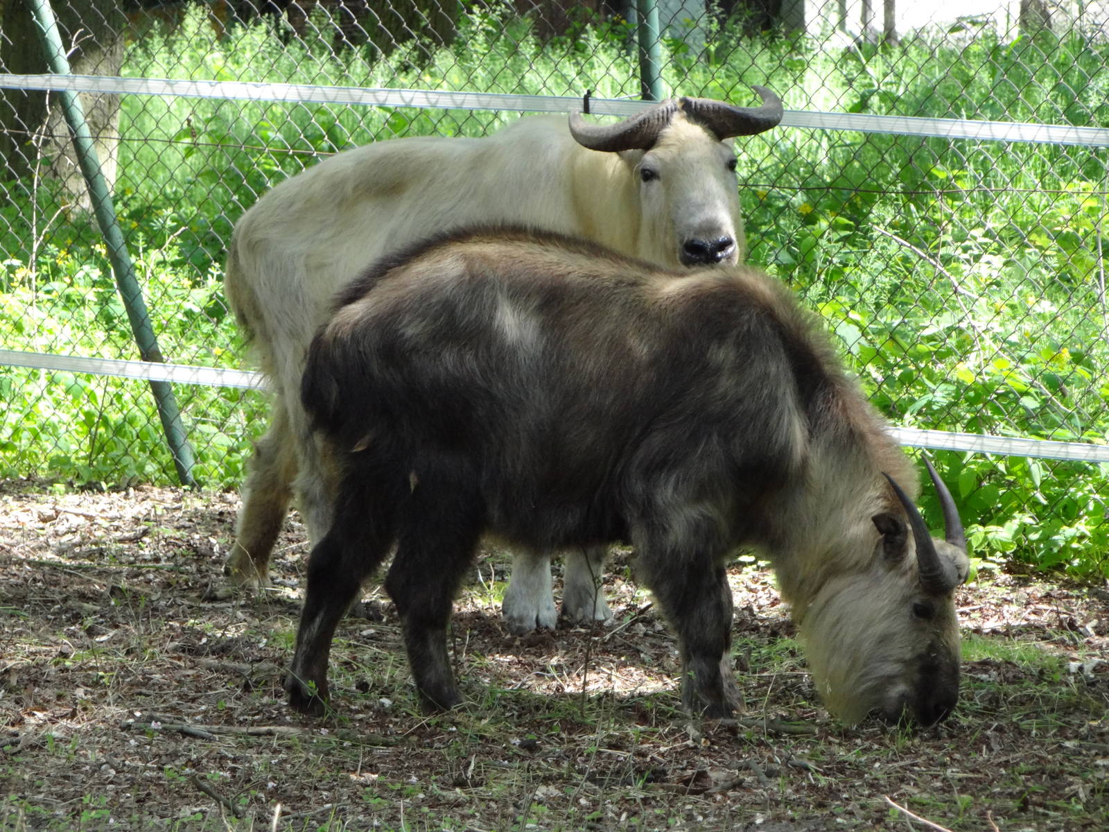 Sichuan Takin and Golden Takin
