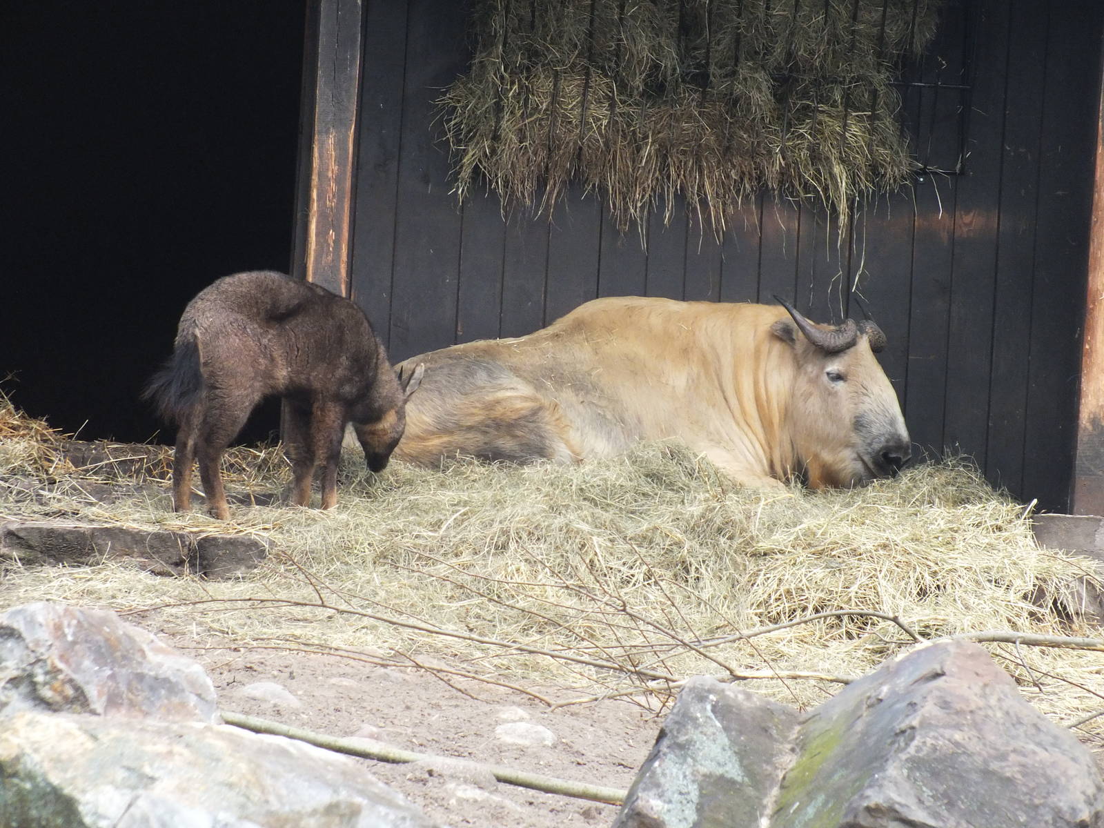 Sichuan Takin and Long-tailed Goral