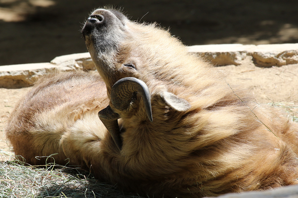 Sichuan Takin at LA Zoo 16th April 2016