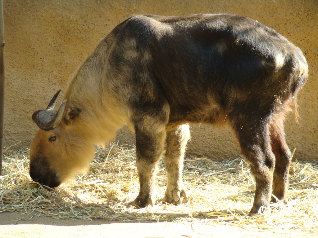 Sichuan Takin at the Los Angeles Zoo