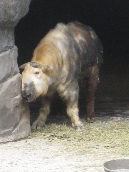 Sichuan Takin at Wildlife Canyon