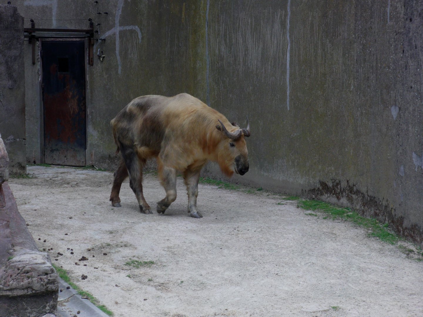 Sichuan takin "Benny" - July 2011