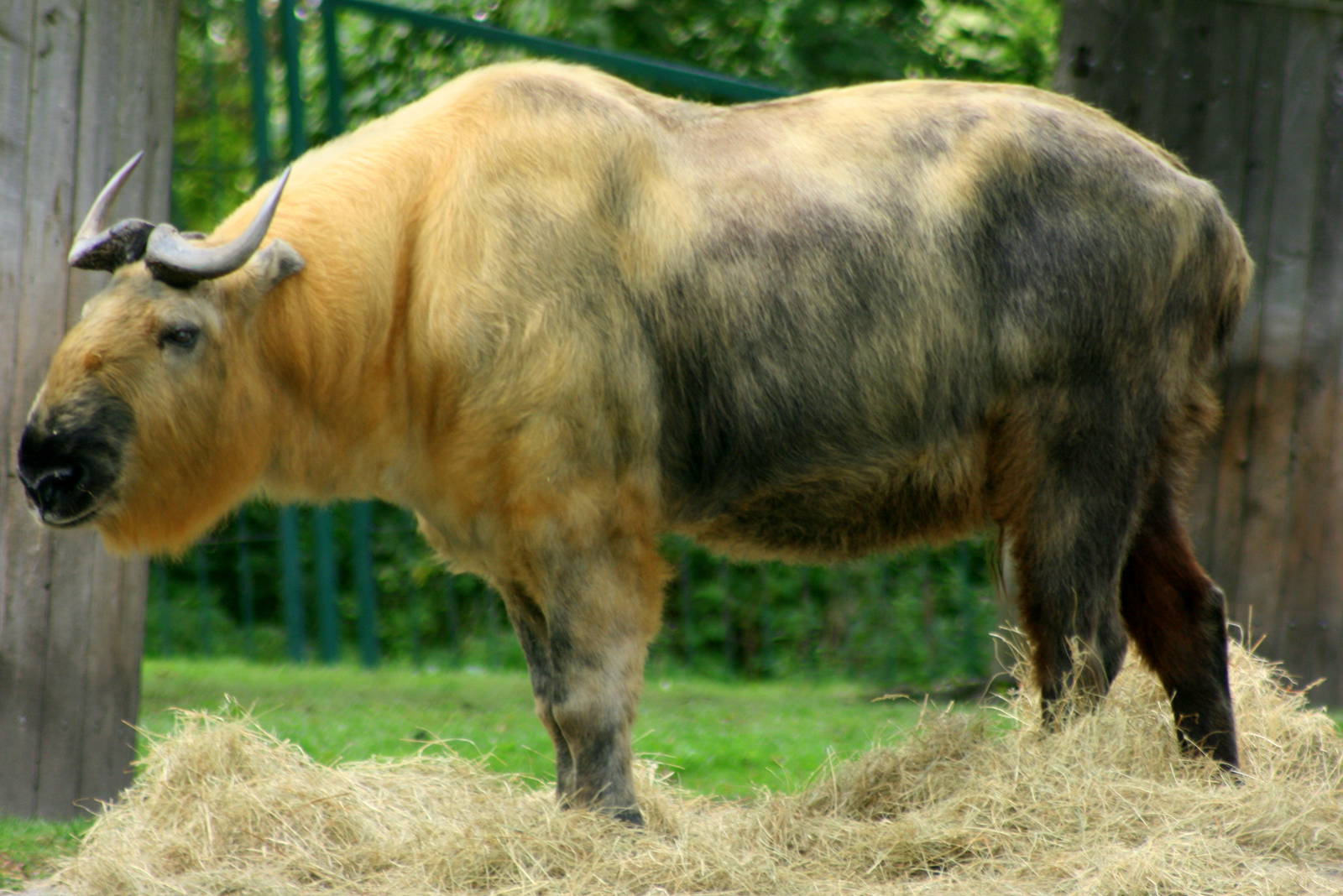 Sichuan takin; Berlin Tierpark; 9th September 2011