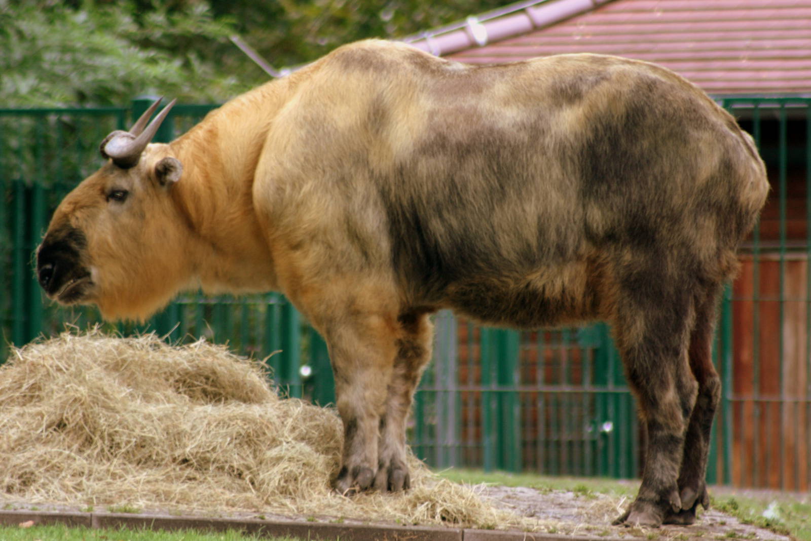 Sichuan takin; Berlin Tierpark; 9th September 2011