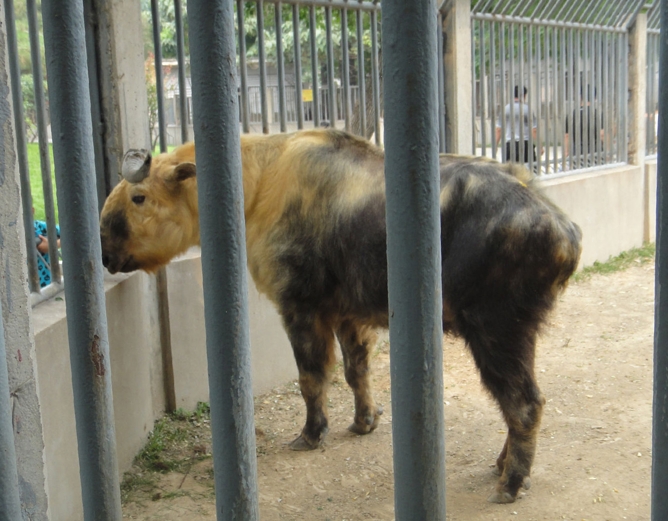 Sichuan takin Budorcas taxicolor tibetana) 2010-08