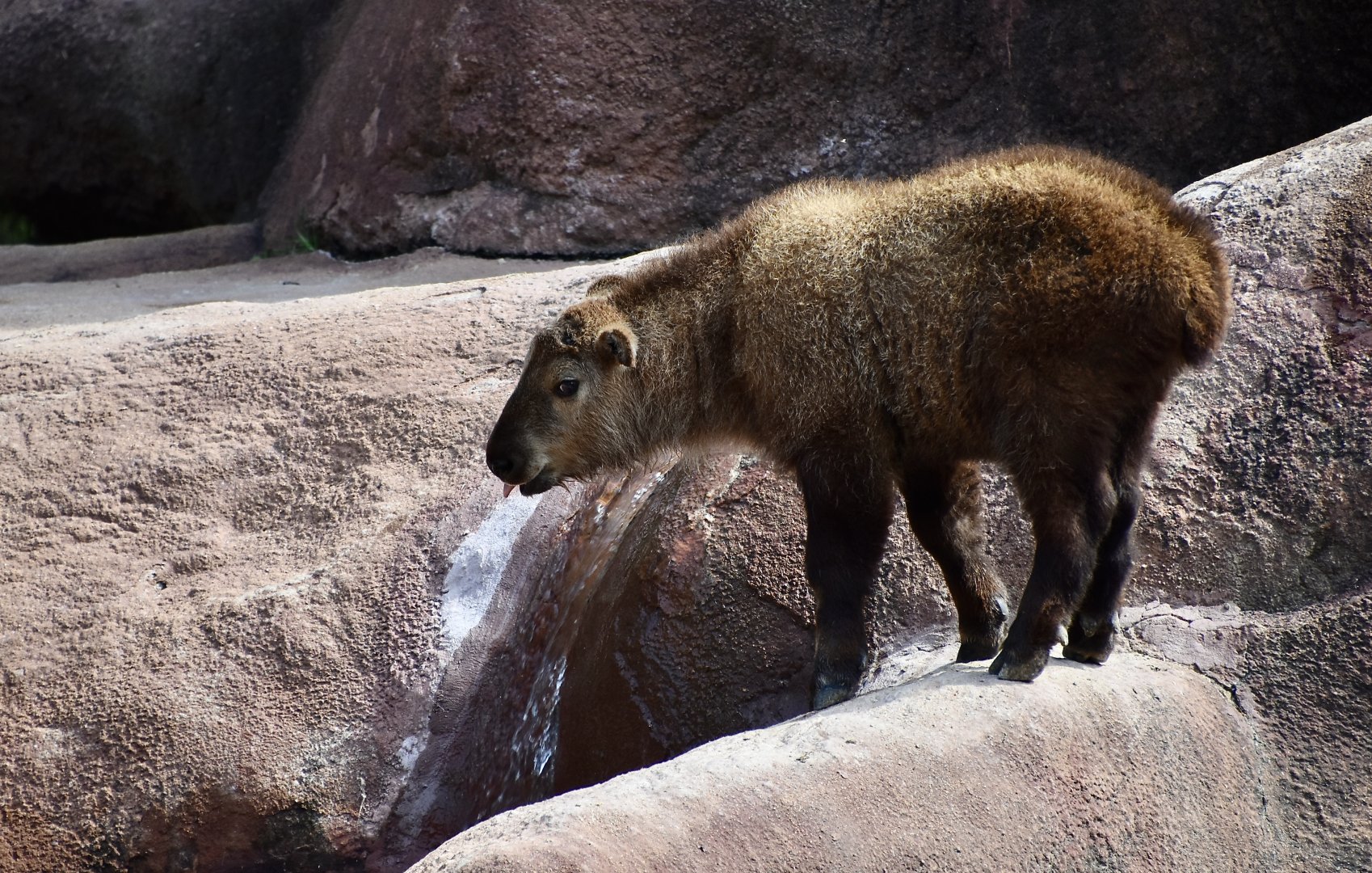 Sichuan Takin (Budorcas taxicolor tibetana) young