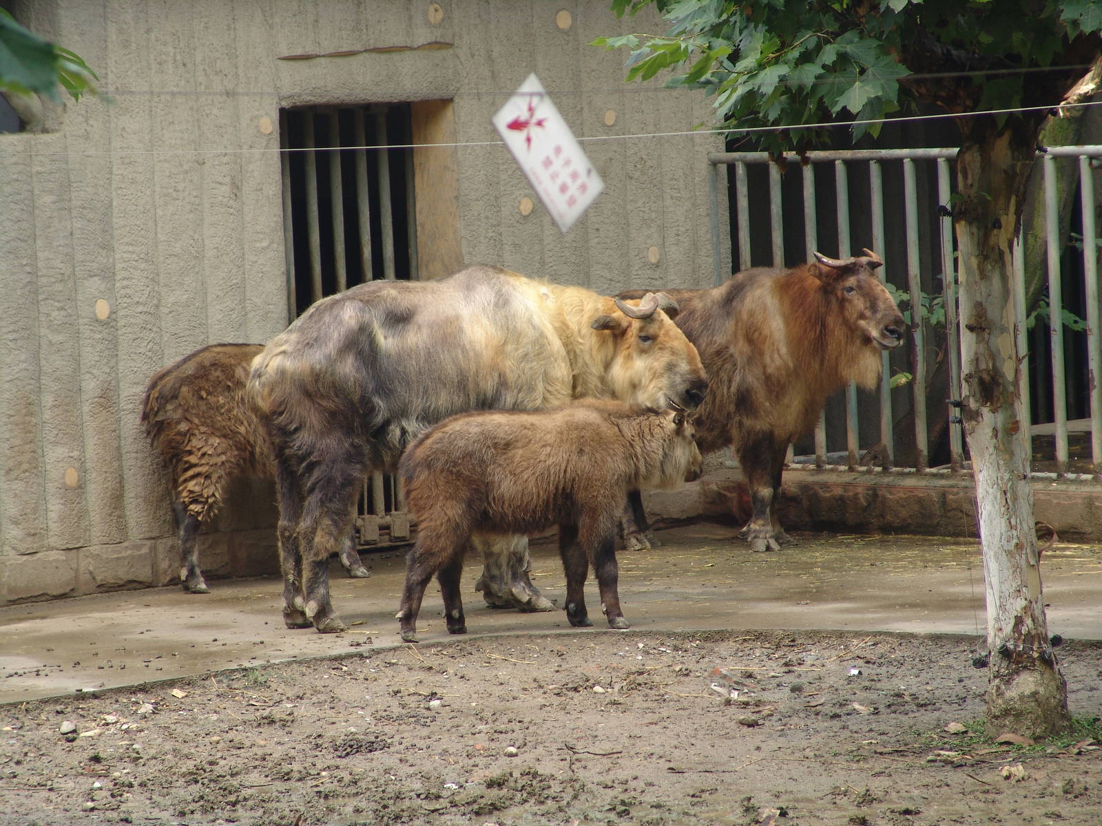 Sichuan Takin (Budorcas taxicolor tibetana)