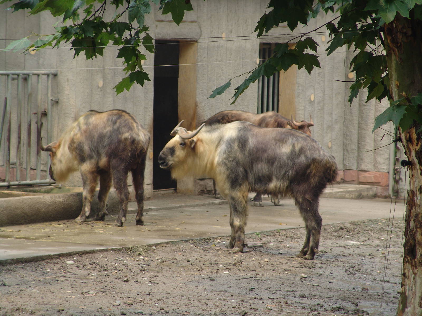 Sichuan Takin (Budorcas taxicolor tibetana)