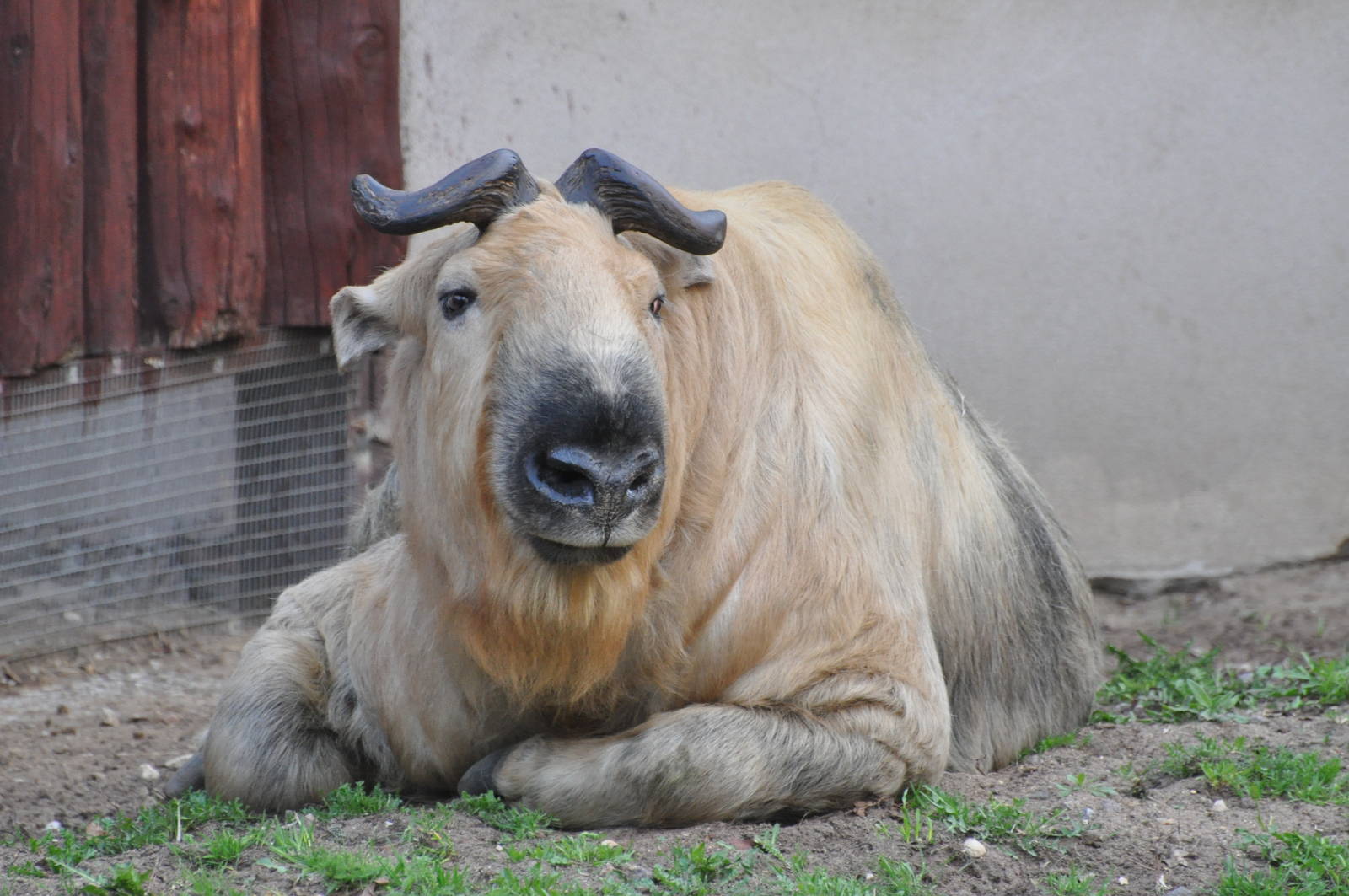 Sichuan takin/ Budorcas taxicolor tibetana