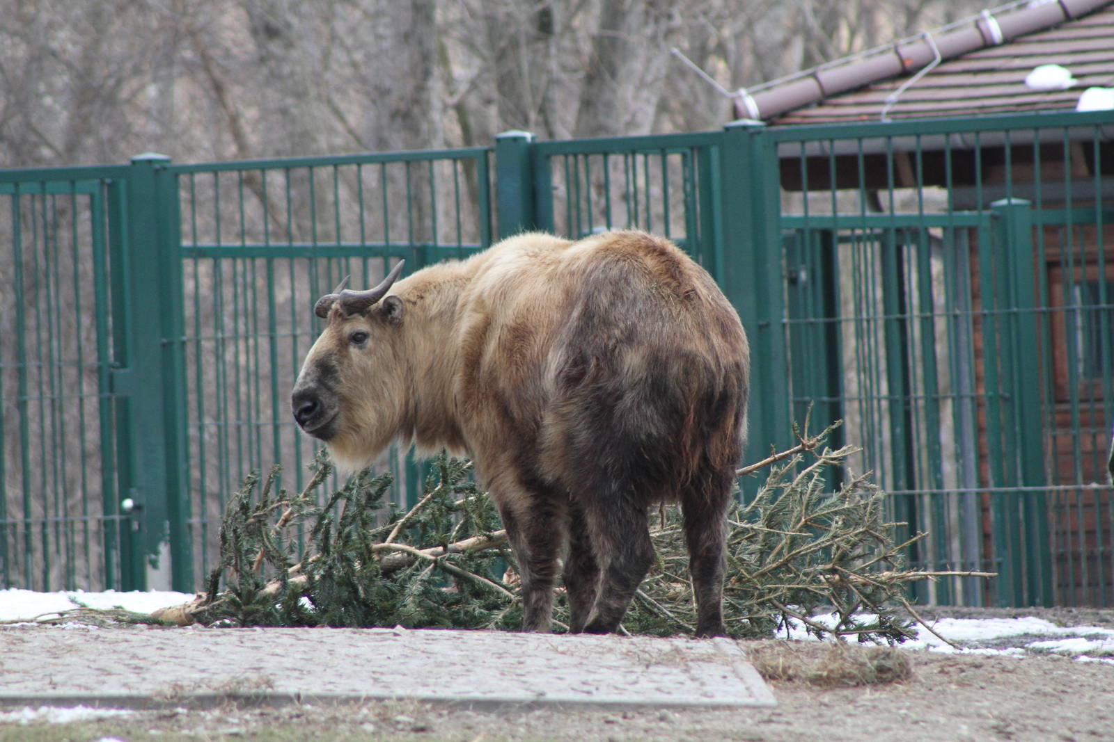Sichuan Takin (Budorcas taxicolor tibetana)