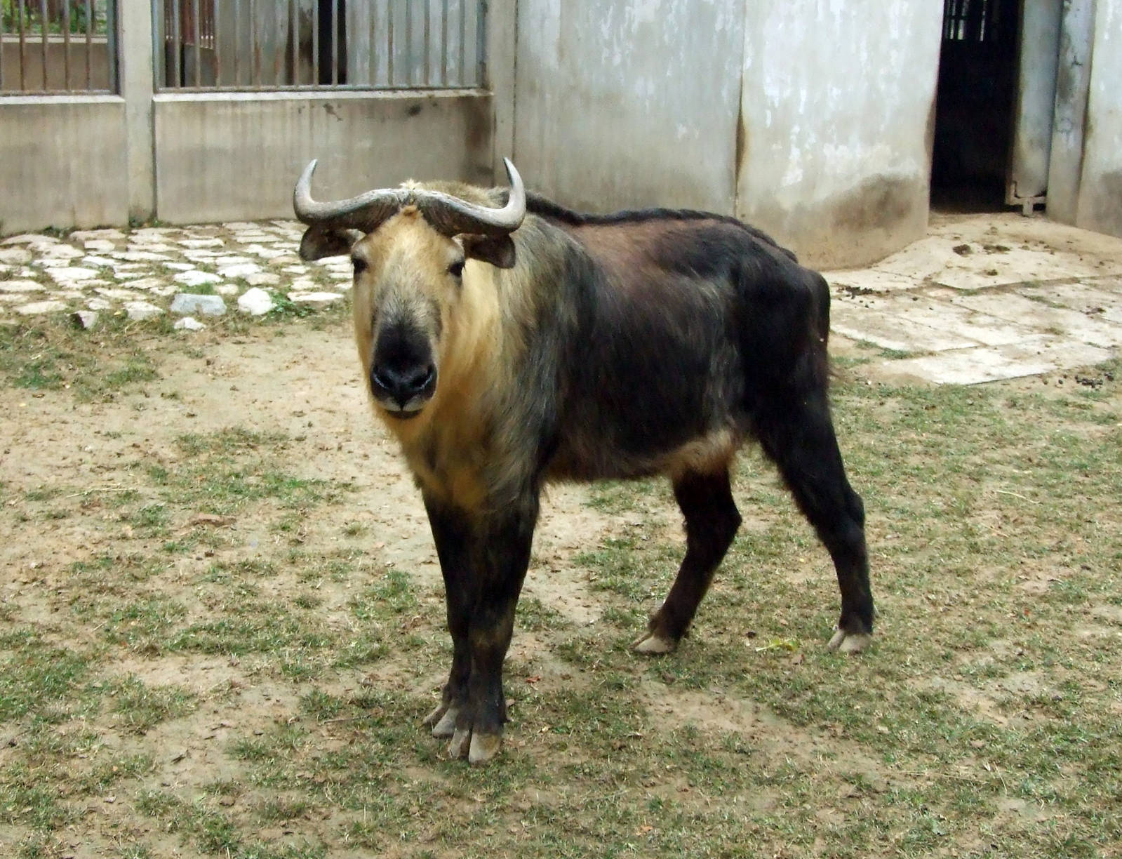 Sichuan takin (Budorcas taxicolor tibetana)