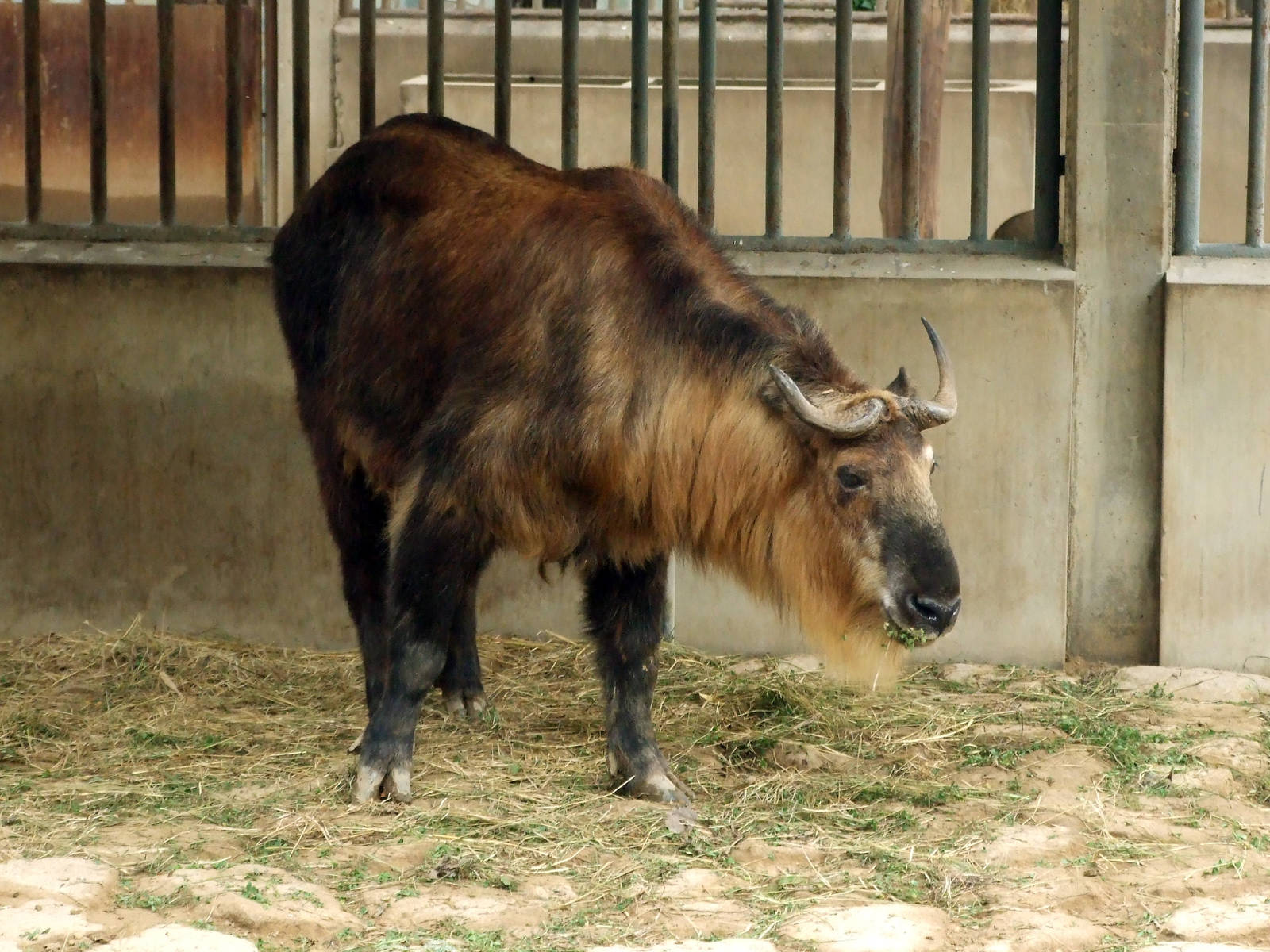Sichuan takin (Budorcas taxicolor tibetana)