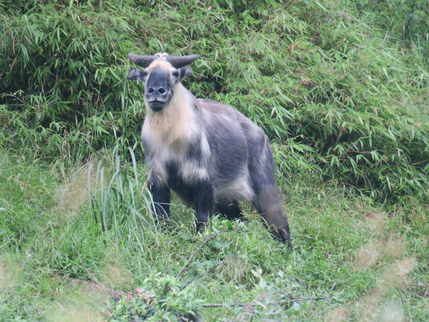 Sichuan takin (Budorcas taxicolor tibetana)