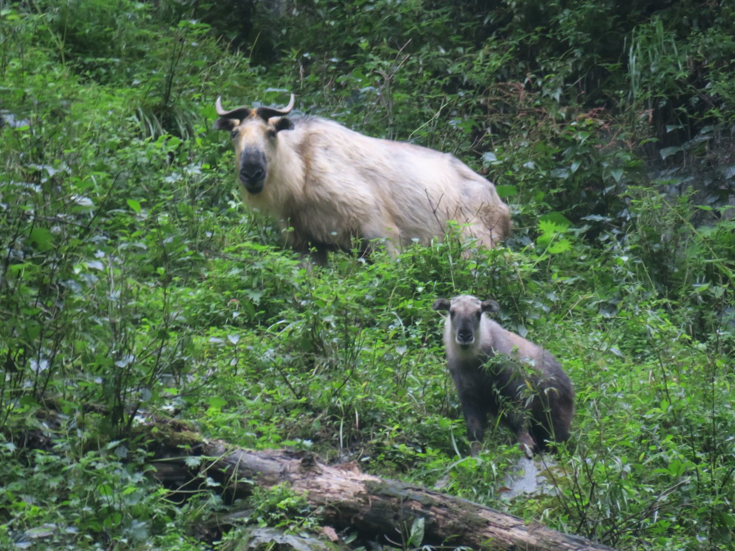 Sichuan takin (Budorcas taxicolor tibetana)