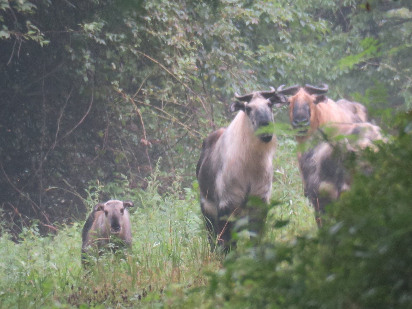 Sichuan takin (Budorcas taxicolor tibetana)