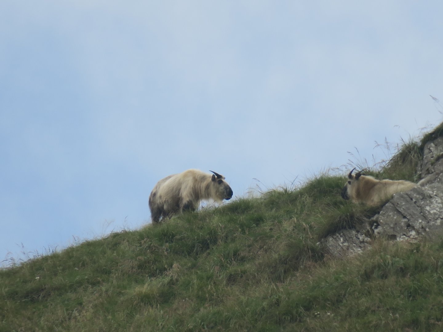 Sichuan takin (Budorcas taxicolor tibetana)