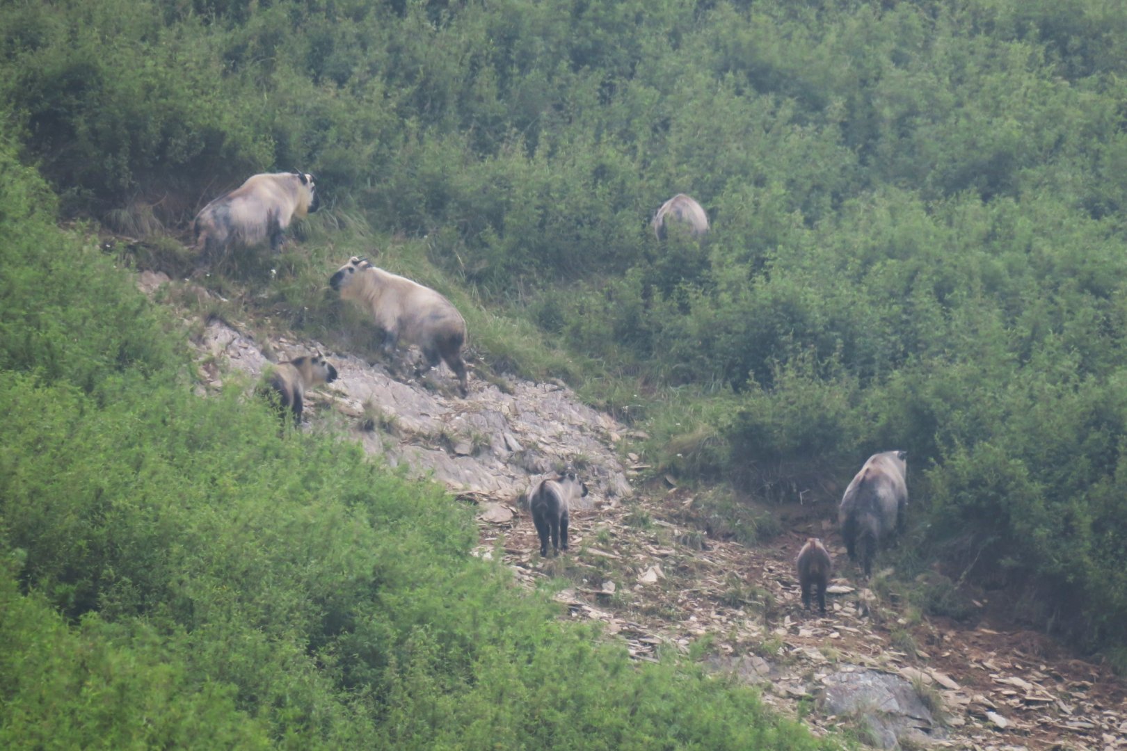 Sichuan takin (Budorcas taxicolor tibetana)