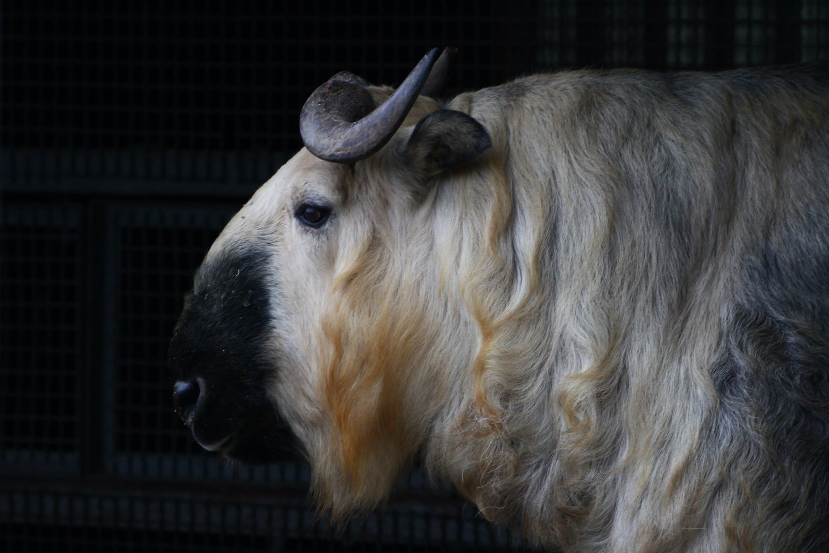 Sichuan takin (Budorcas taxicolor tibetana)