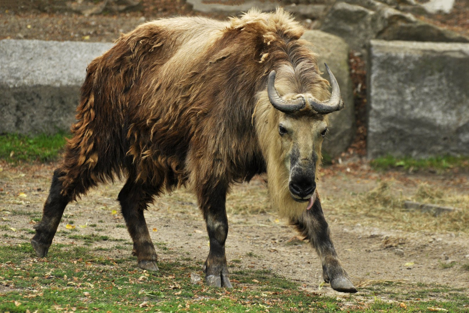 Sichuan takin (Budorcas taxicolor tibetana)