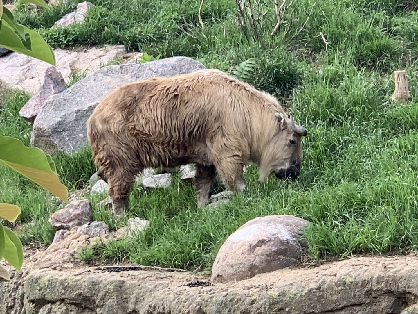 Sichuan Takin (Budorcas taxicolor tibetana)