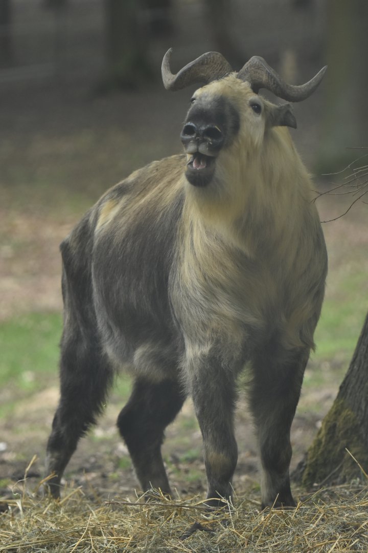 Sichuan takin (Budorcas taxicolor tibetana)