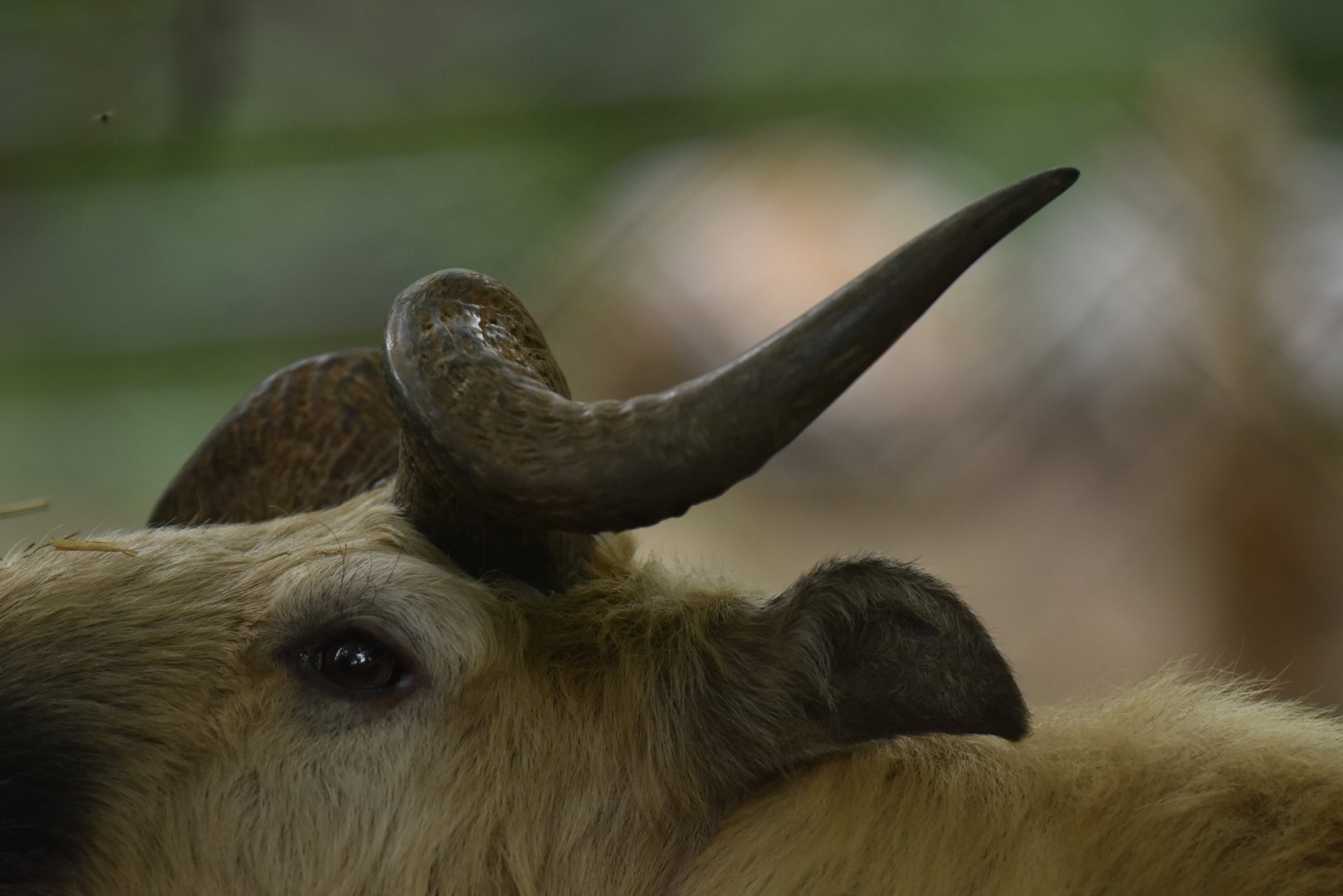 Sichuan takin (Budorcas taxicolor tibetana)