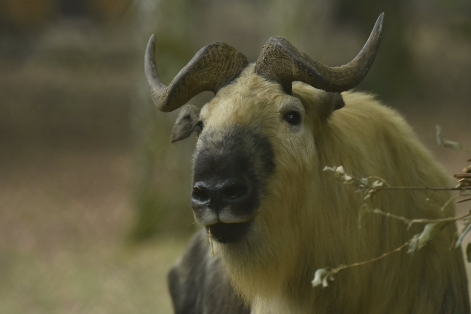 Sichuan takin (Budorcas taxicolor tibetana)