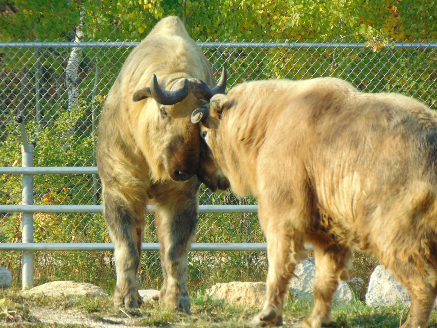 Sichuan Takin (Budorcas taxicolor tibetana)