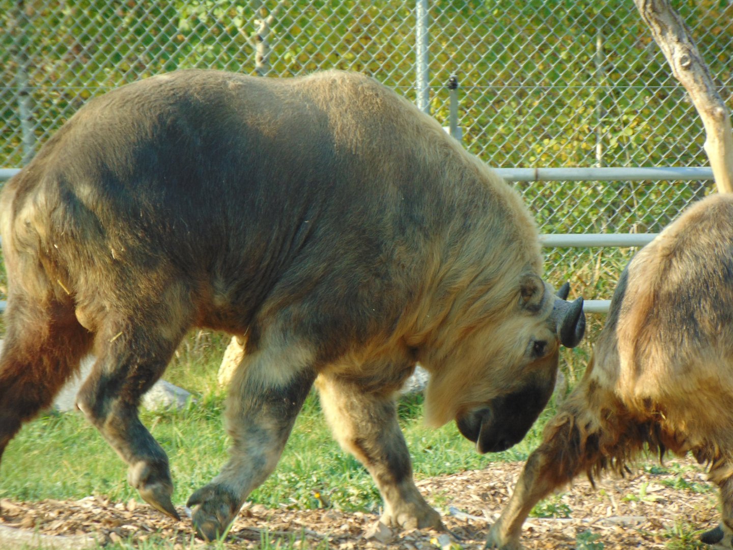 Sichuan Takin (Budorcas taxicolor tibetana)
