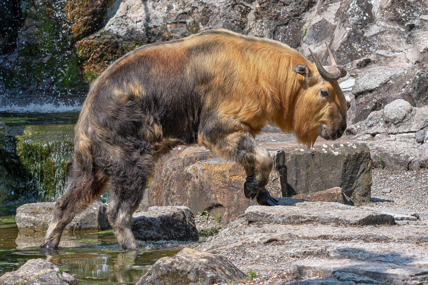 Sichuan takin (Budorcas taxicolor tibetana)