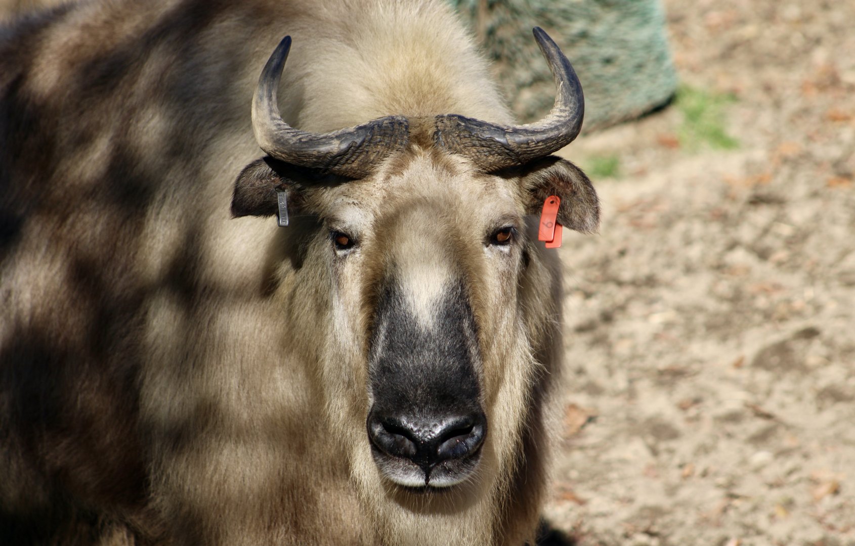 Sichuan Takin (Budorcas taxicolor tibetana)