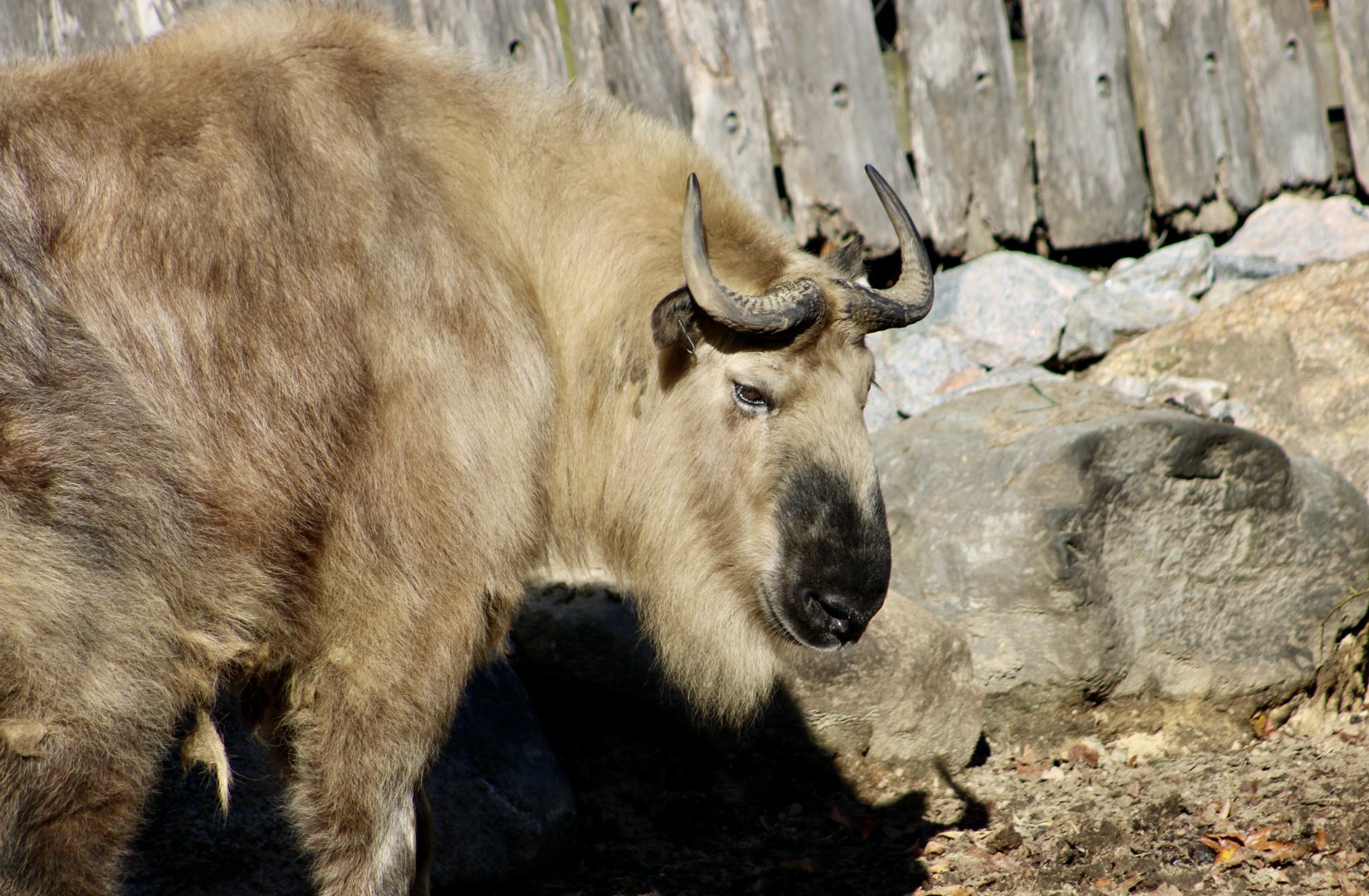 Sichuan Takin (Budorcas taxicolor tibetana)