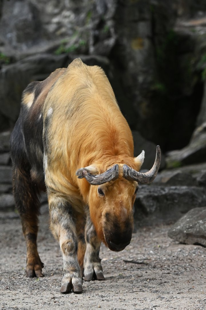 Sichuan takin (Budorcas taxicolor tibetana)