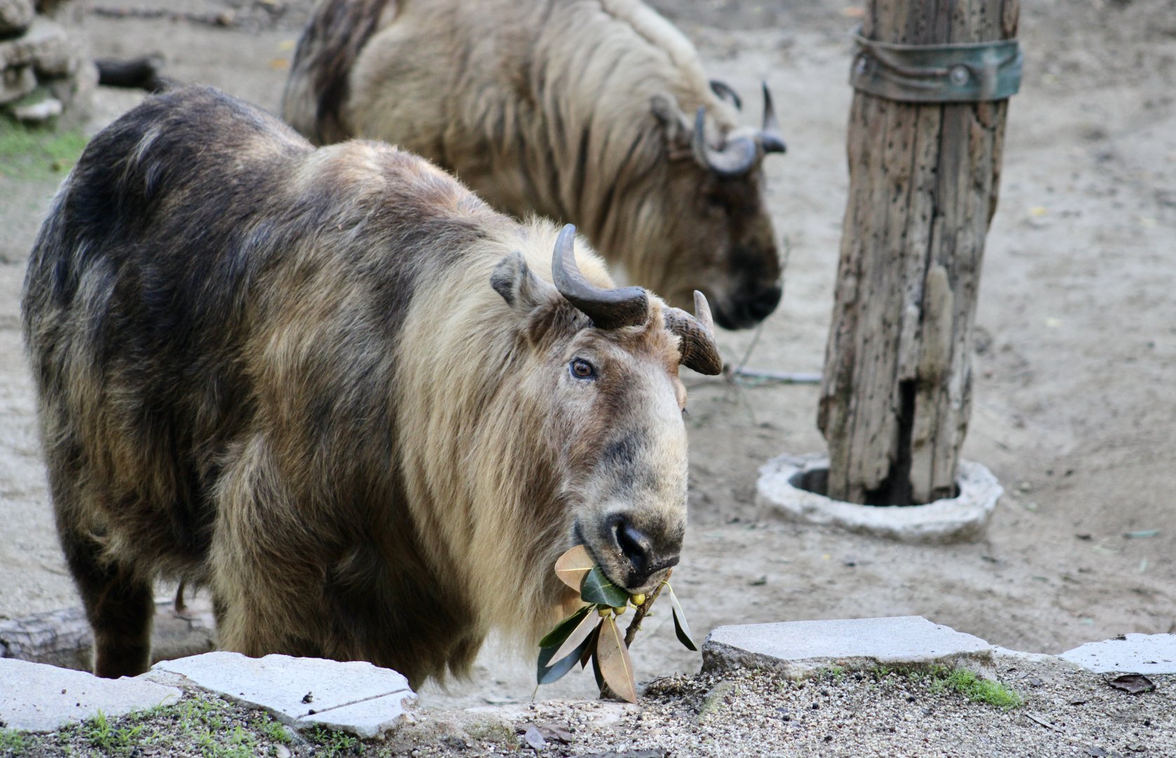 Sichuan Takin (Budorcas taxicolor tibetana)