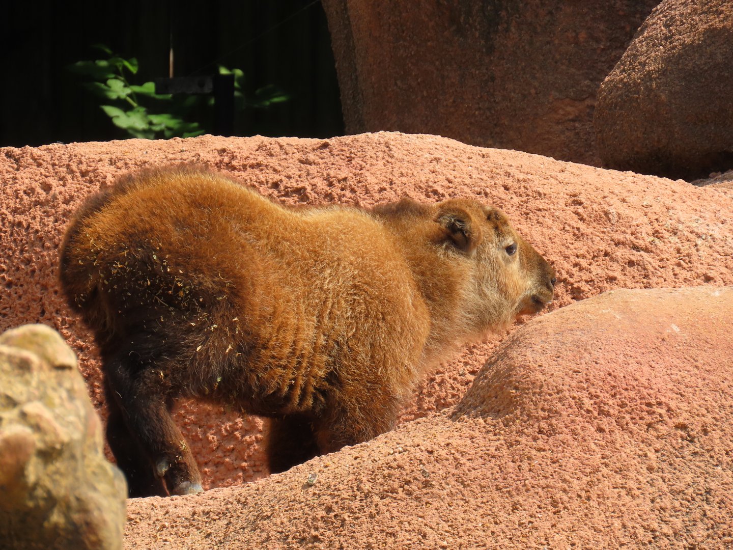 Sichuan Takin (Budorcas taxicolor tibetana)