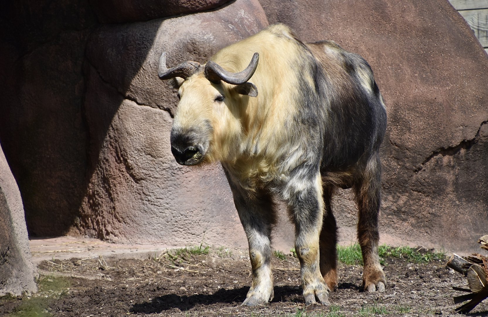 Sichuan Takin (Budorcas taxicolor tibetana)