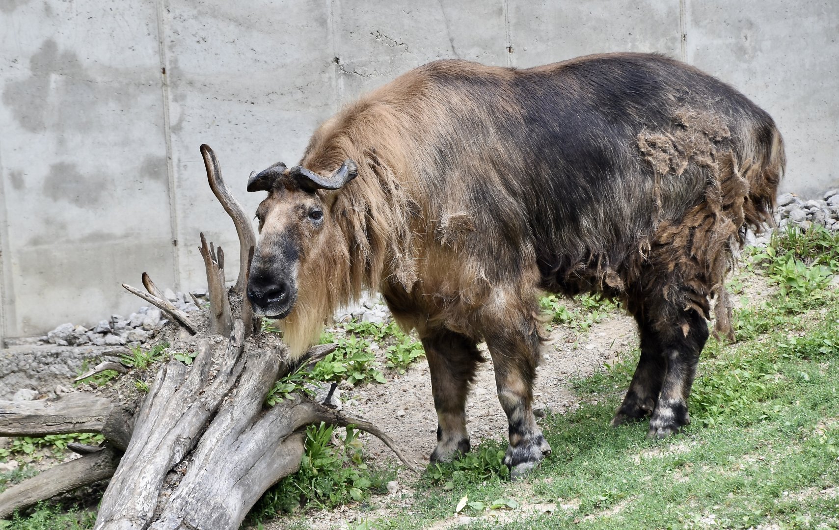 Sichuan Takin (Budorcas taxicolor tibetana)