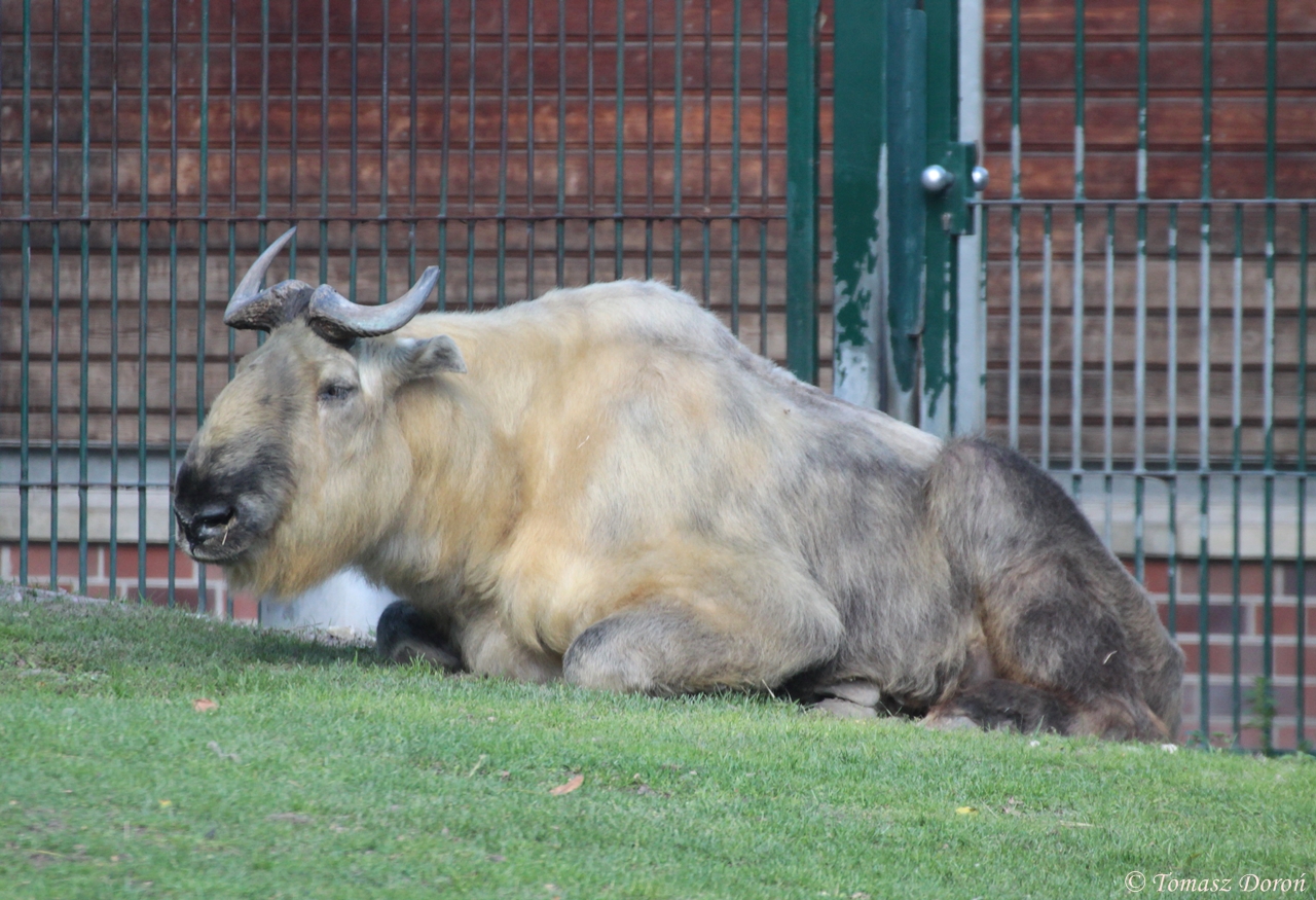 Sichuan Takin (Budorcas tibetana)