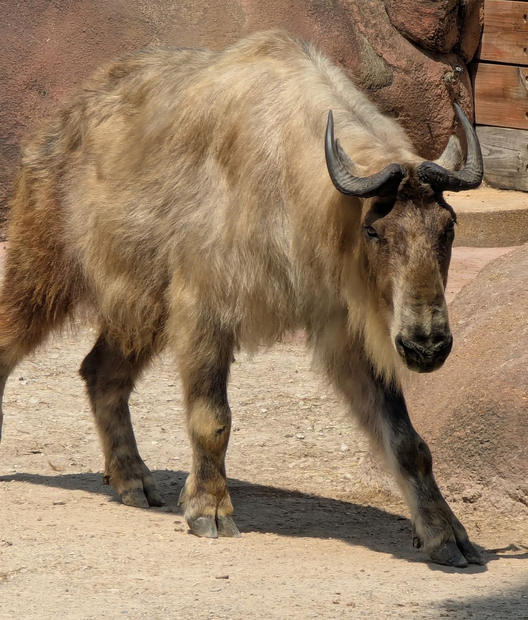 Sichuan takin (Budorcas tibetana)
