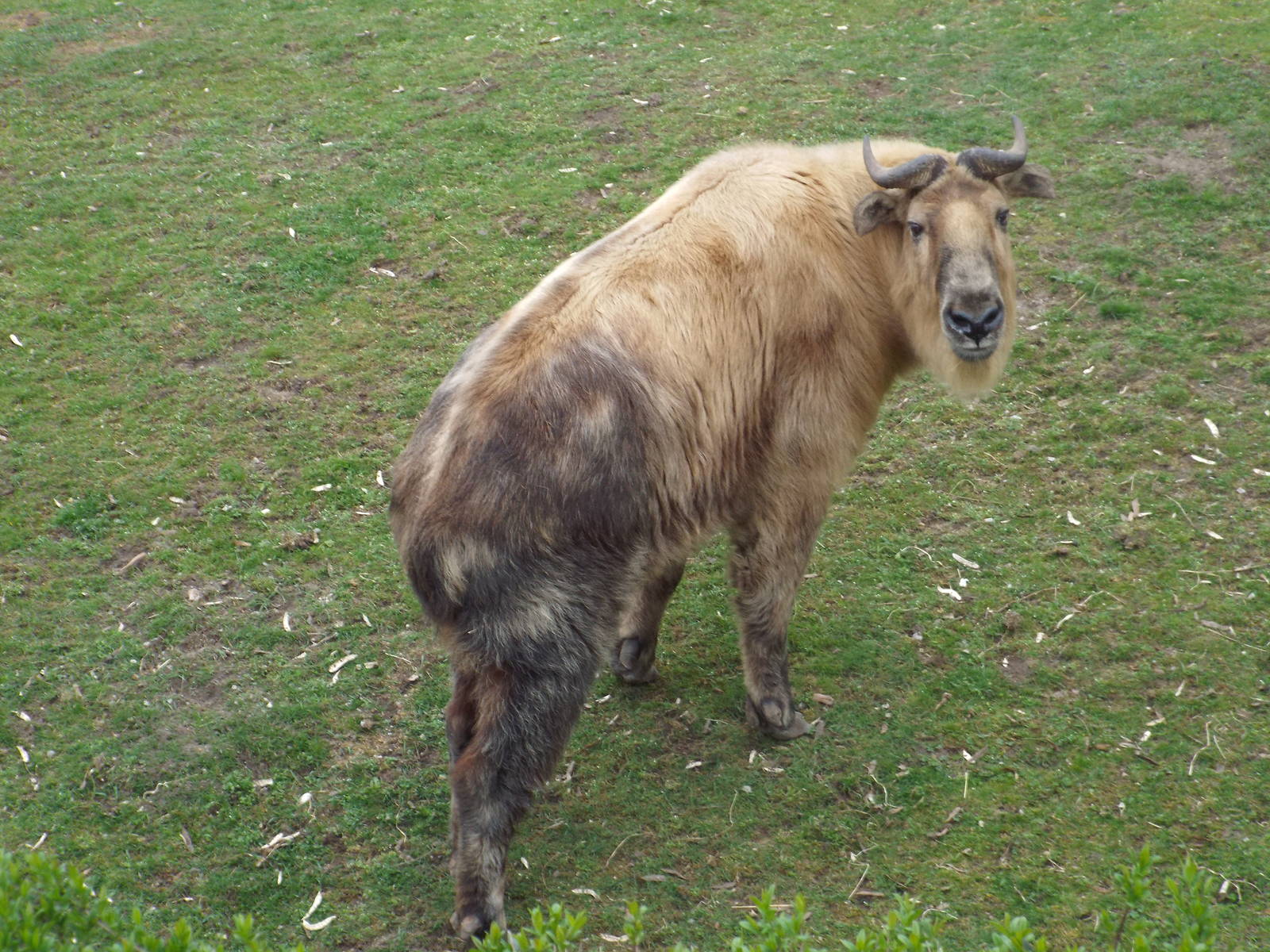 Sichuan Takin (Budorcas tibetanus) at Tierpark Berlin - April 8th 2014