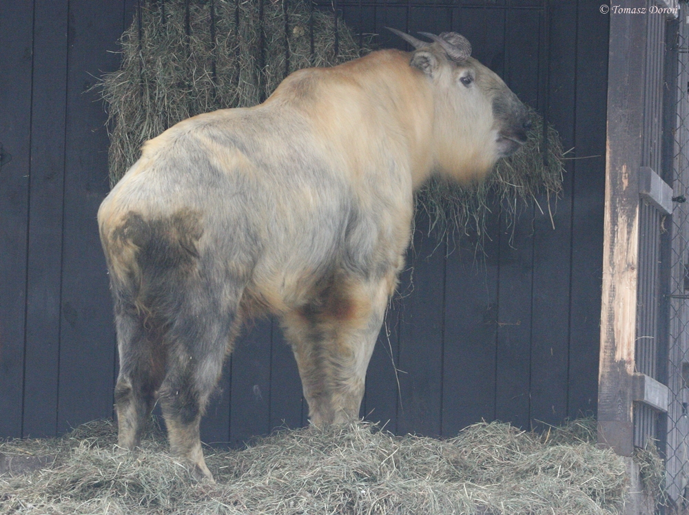 Sichuan Takin (Budorcas tibetanus)