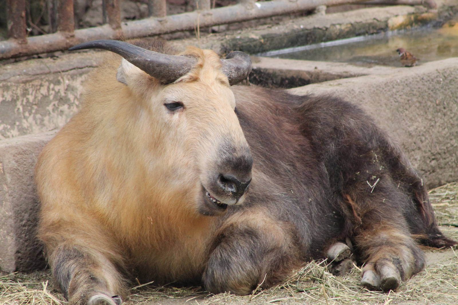 Sichuan takin (Budorcus taxicolor tibetana)