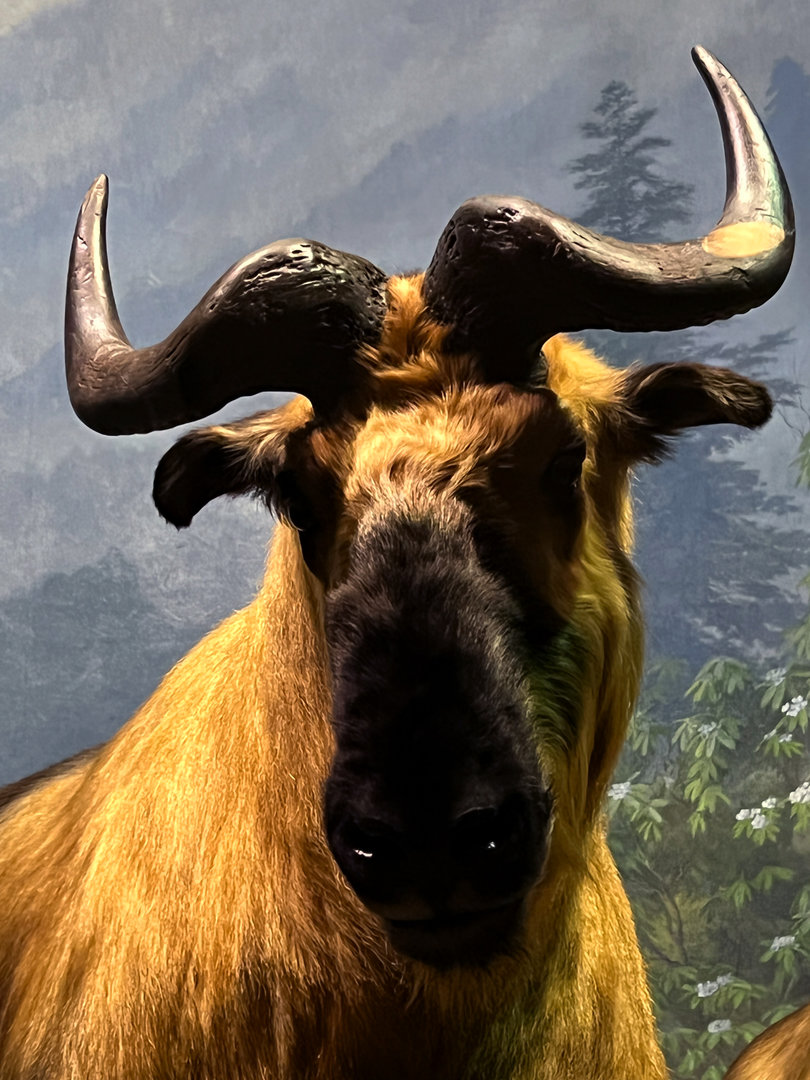 Sichuan Takin Bull Closeup